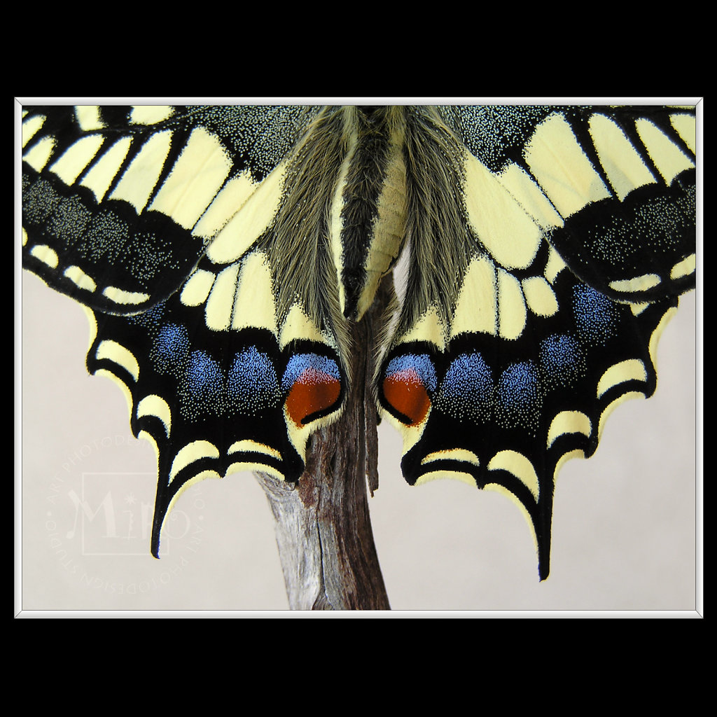 Papilio machaon