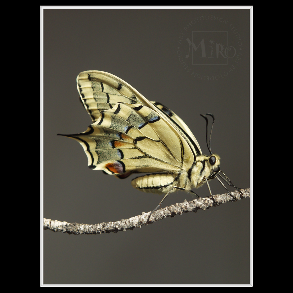 Papilio machaon