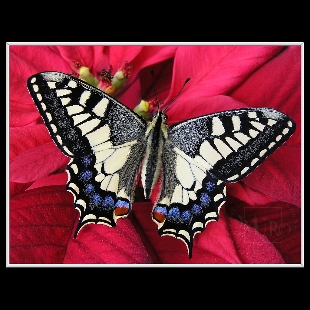 Papilio machaon