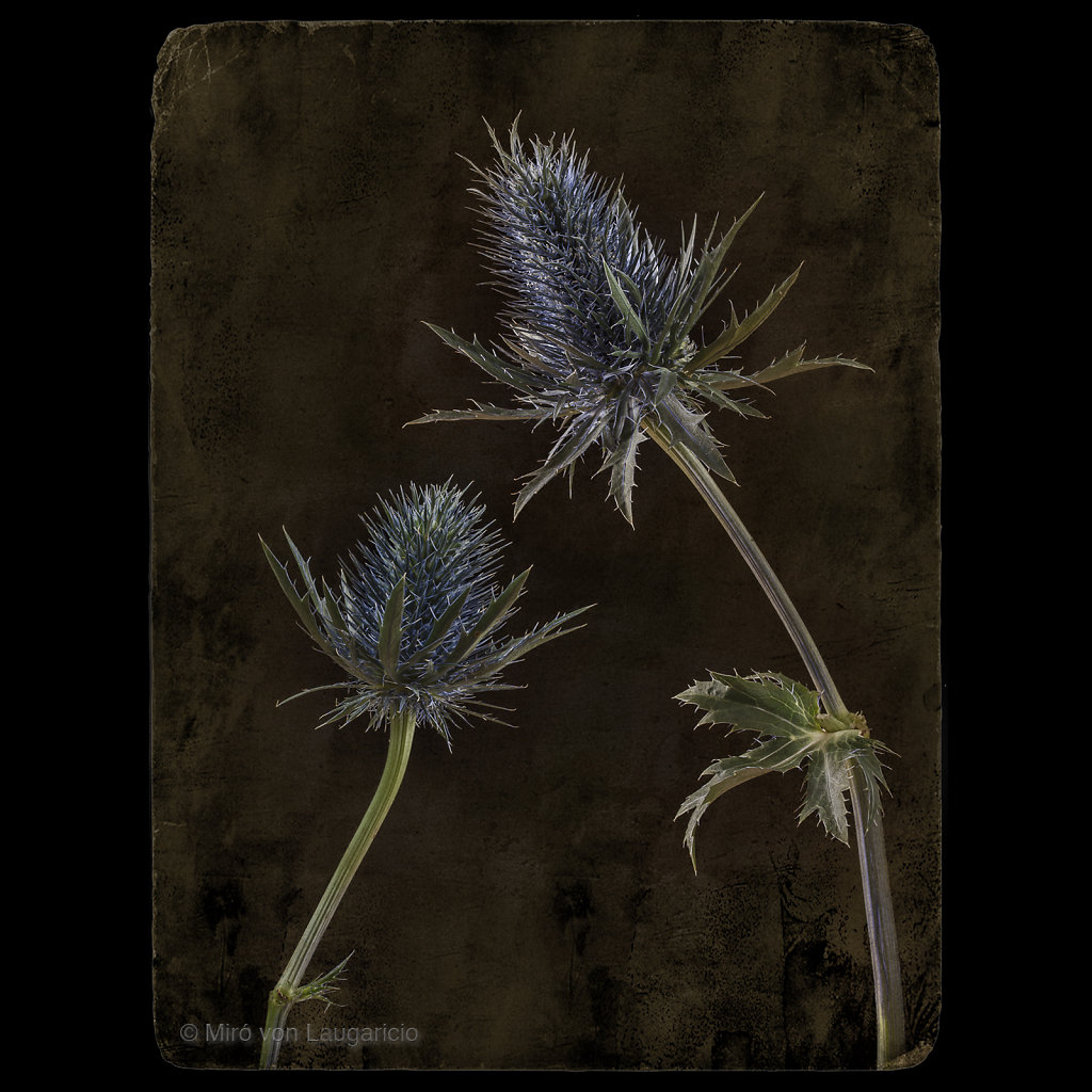 Eryngium planum